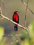 Black-bellied Tanager